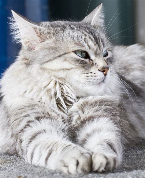 Beauty Siberian Cat Silver Version Adult Stock Photo Image Of Lovely