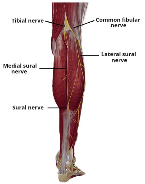 Sural Nerve Course Sensory Function Teachmeanatomy