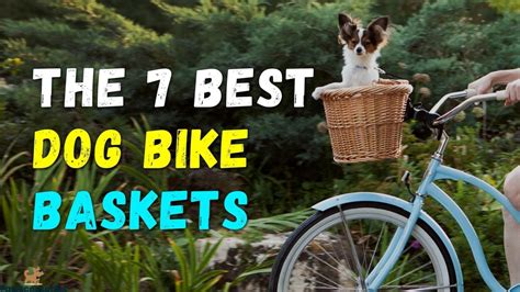 Dog Basket For Bike 7 Top Picks For Safe Bike Riding With Dogs