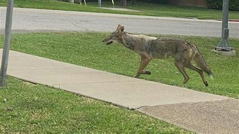 Coyotes In Texas Heres What You Need To Know