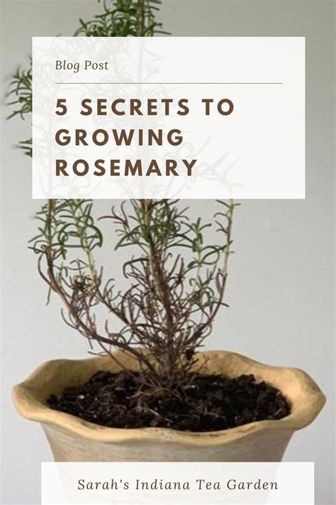 Five Secrets To Growing Rosemary In 2020 Growing Rosemary Growing