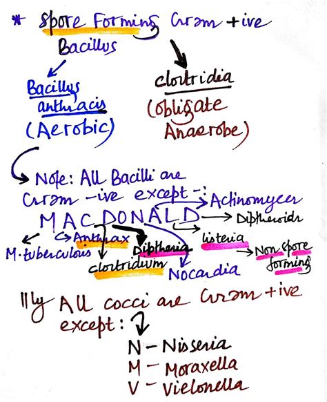 Gram Positive Bacilli Spore Aerobic Note Listeria Most Of