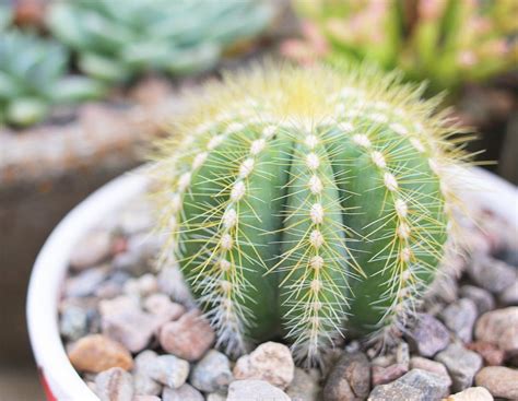 A further 47 clues may be related. The Rounded Ball Cactus— Parodia Magnifica | Succulent City