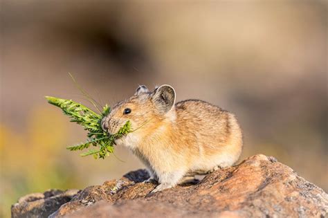 Five Fun Facts About The American Pika Estes Valley Spotlight