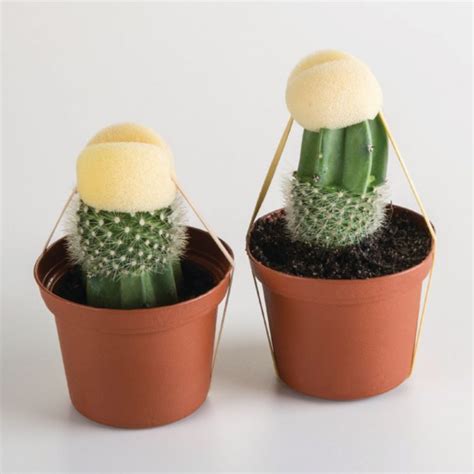 Easy Ways And Simple Tips To Graft The Moon Cactus Homesfornh