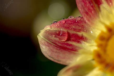 Shallow Focus Photography Of Red And Yellow Flower With Water Droplets