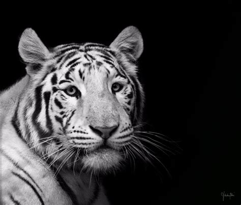 Portrait Of A White Tiger By Bliss89 On Deviantart