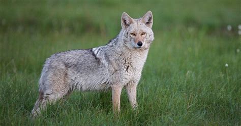 Beware Eastern Coyote Sightings In Nj What To Know Nj Pest
