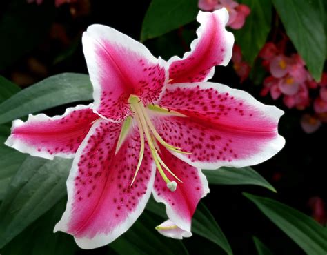Pink And White Lily Natalie Linda