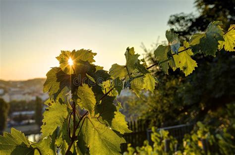 Hdr Photo Of Sunset Sun Shining Through The Leaves Of Grapevine At
