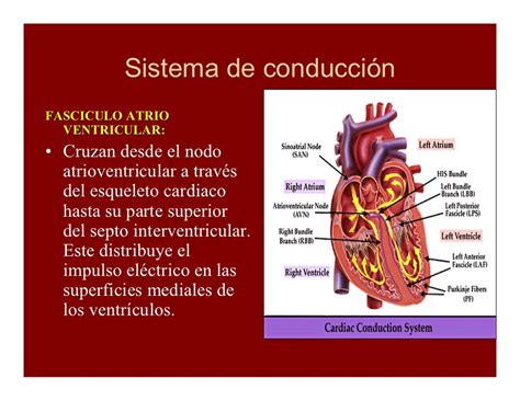 Sistema De Conducción Cardiaca