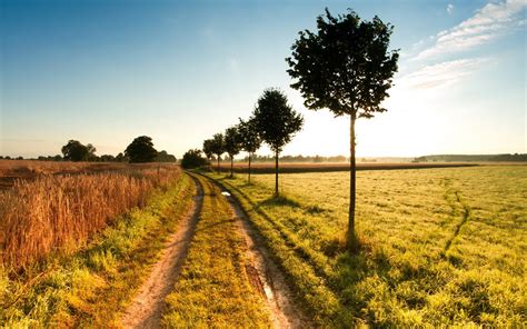 Nature Path Trees Landscape Field Dirt Road Wallpapers Hd
