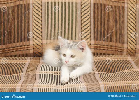 Kitten Stock Photo Image Of White Animals Color Small 28386662