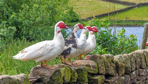 Muscovy Duck Eggs Facts Care Guide And More 2022
