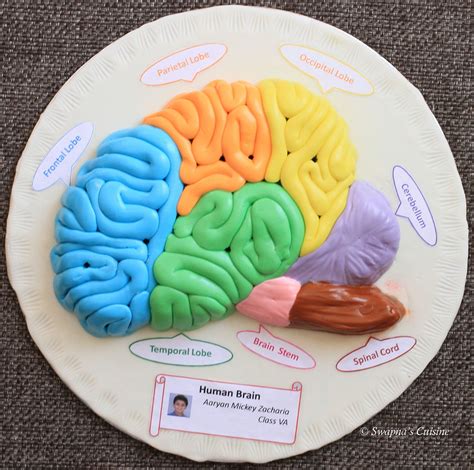 Model Of Human Brain With Fondant Brain Models Human Brain Human