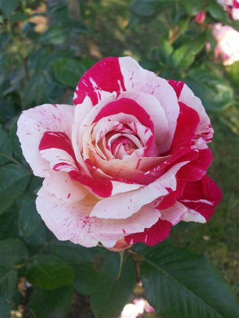 Rose Beatiful Rose in Flower Rose Flower Rose Garden Heiloom Roses Pink Rose Dispetto Queen Mary 