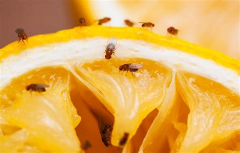 9 Tanaman Pengusir Lalat Buah Paling Ampuh Dan Simpel Fumida