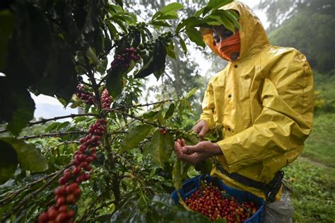Producción De Café En Colombia Fue 30 Más Alta Durante Marzo