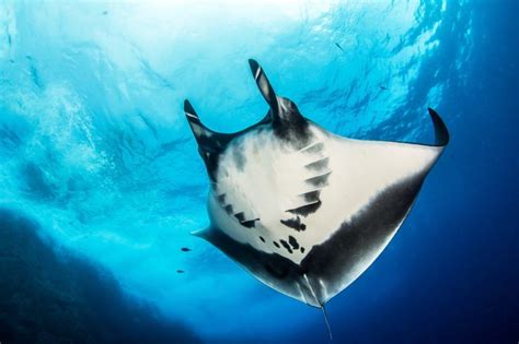 The 12 Best Destinations For Diving With Endangered Marine Life