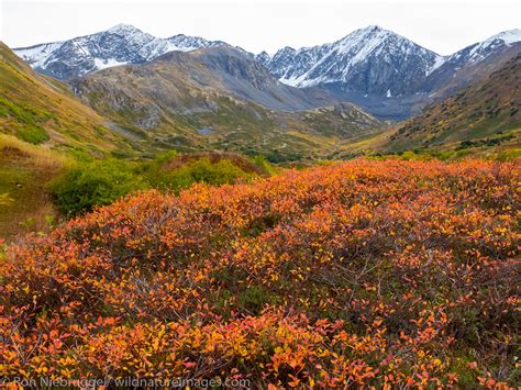 Autumn On The Kenai Peninsula Alaska Kenai Peninsula Alaska