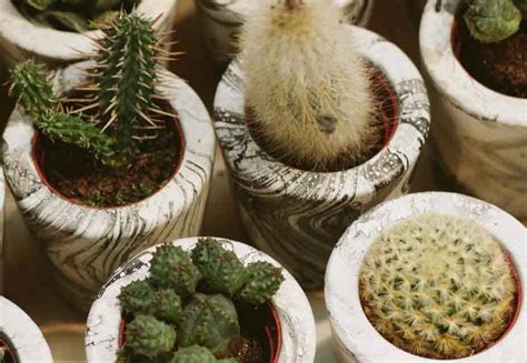 7 Easy Cacti For Beginners Succulent Plant Care