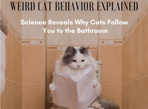 Weird Cat Behavior Explained Science Reveals Why Cats Follow You To The Bathroom Cats And Meows