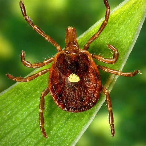 7 Types Of Ticks That Transmit Diseases How To Identify Ticks
