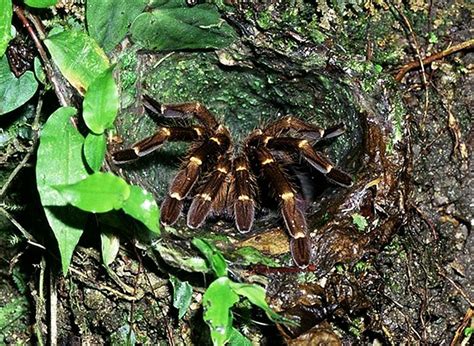 Cobalt Blue Tarantula Cyriopagopus Or Haplopelma Lividum