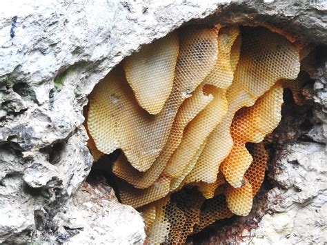 Wild Bee Hive In The Cave Garden The Mount Gambier Cave Ga Flickr