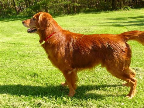 A Brown Dog Standing On Top Of A Lush Green Field