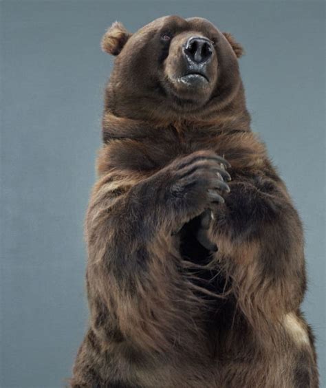 Bears Like Youve Never Seen Under A Photographers Lens 55 Pics
