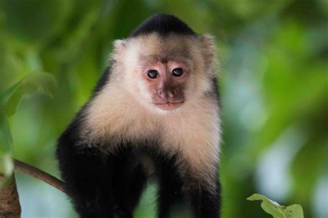 19 Fascinating Capuchin Monkey Facts