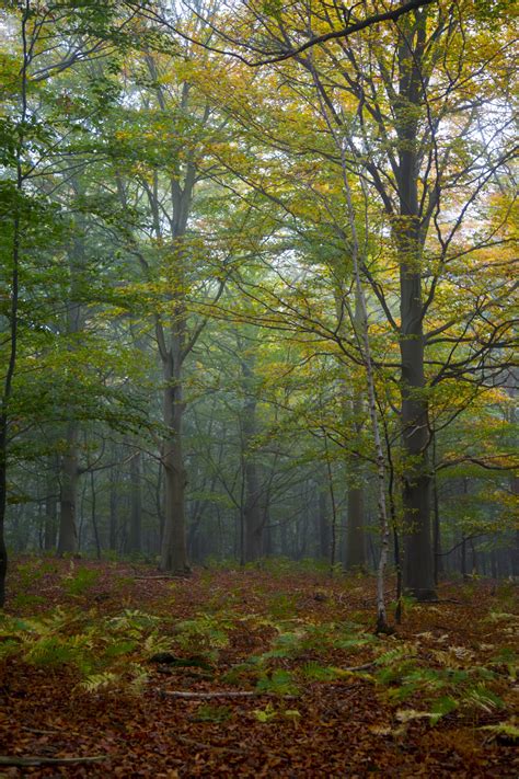 Foggy Forest Free Stock Photo Public Domain Pictures