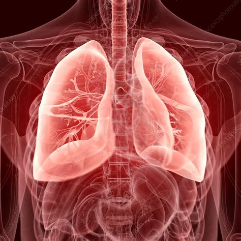 Illustration Of The Lungs Stock Image F0236968 Science Photo Library