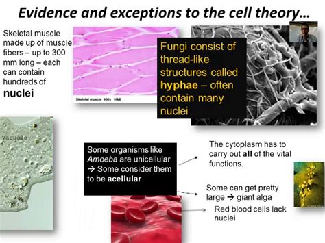 Cell Theory Youtube