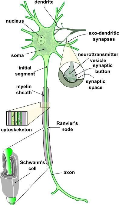 Labeled Multipolar Neuron Model