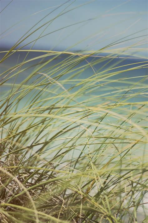 Sunset Beach Grass Wallpapers Top Free Sunset Beach Grass Backgrounds