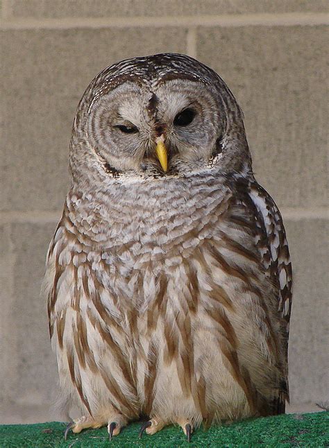 What Makes An Owl A Top Predator Bird Canada