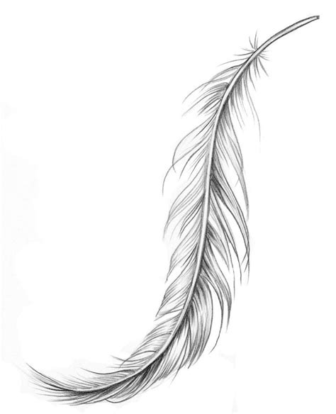 Feather Outline Drawing At Explore Collection Of