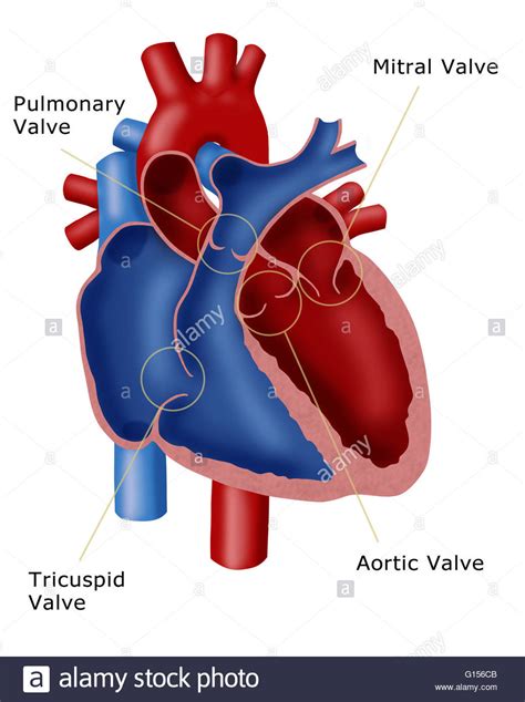 Maybe you would like to learn more about one of these? Illustration of a heart showing the four valves: pulmonary ...