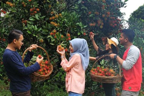 Taman Buah Mekarsari Wisata 264 Hektare Agenda Indonesia