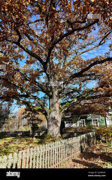 Huge Oak Tree In Sunbeams High Quality Stock Photo Alamy