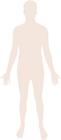 The abdomen (commonly called the belly) is the body space between the thorax (chest) and pelvis. File:Human body silhouette.svg - Wikimedia Commons