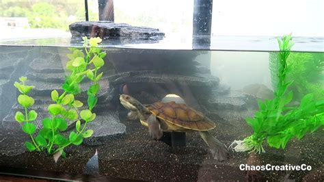 Pet Turtle Tank Anna Blog