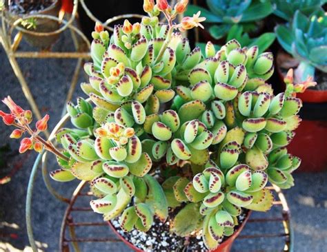 Cotyledon Tomentosa Bears Paw World Of Succulents Types Of