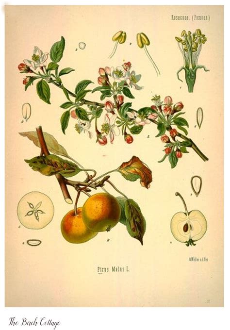 Where To Find Vintage Botanical Prints A List Of Online Resources For