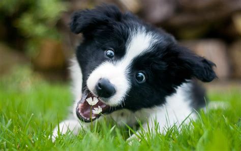 Animal Border Collie Hd Wallpaper