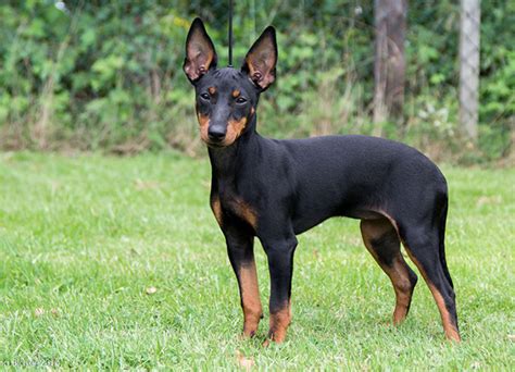 English Toy Terrier Dog Breed Facts And Advice Mypetzilla Uk