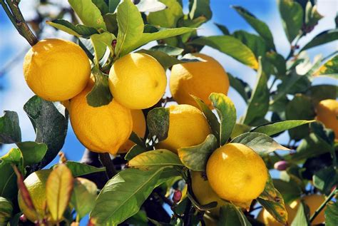 When Life Gives You Sour Lemons Use Genetics To Find Out Why California Ag Network