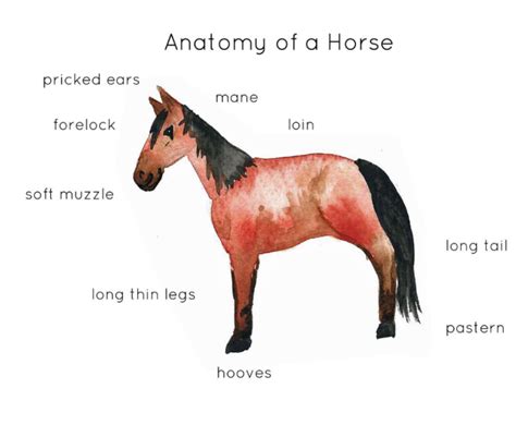 Horse Anatomy Interactive Printable Poster By Teach Simple